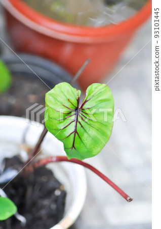 Colocasia Pharaohs Mask , Pharaohs mask elephant ear or Colocasia 93101445