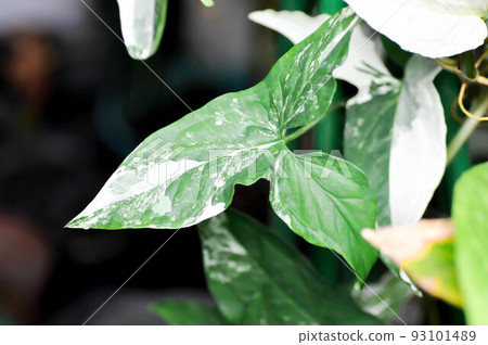 Syngonium podophyllum, Arrowhead Vine or Goosefoot Plant or Araceae or bicolor Syngonium 93101489