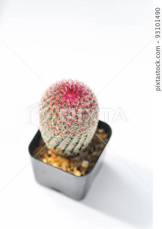 echinocereus pectinatus rubispinus,echinocereus pectinatus or pink cactus or cactus , succulent echinocereus pectinatus rubispinus,echinocereus pectinatus or pink cactus or cactus , succulent 93101490