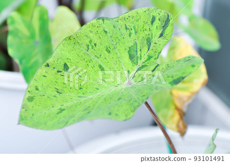 Alocasia, Alocasia mohito or Mojito Alocasia or tricolor alocasia or black and green leaf Alocasia, Alocasia mohito or Mojito Alocasia or tricolor alocasia or black and green leaf 93101491