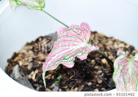 Caladium ,Caladium ThaiBeauty or Dieffenbachia seguine or Caladium bicolor or Araceae 93101492