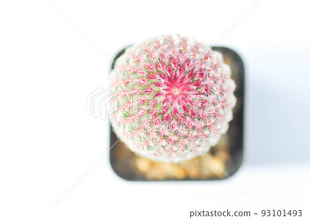 echinocereus pectinatus rubispinus,echinocereus pectinatus or pink cactus or cactus , succulent echinocereus pectinatus rubispinus,echinocereus pectinatus or pink cactus or cactus , succulent 93101493