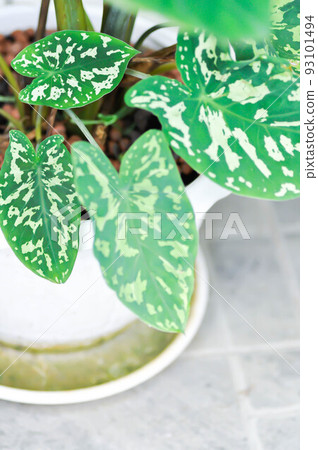 colocasia esculenta, Colocasia Hilo Beauty or bicolor colocasia 93101494