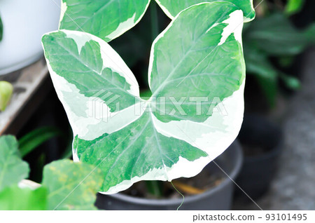 Albomarginata, Araceae or Schott or Xanthosoma sagittifolium or XANTHOSOMA or Mickey Mouse Plant Albomarginata, Araceae or Schott or Xanthosoma sagittifolium or XANTHOSOMA or Mickey Mouse Plant 93101495