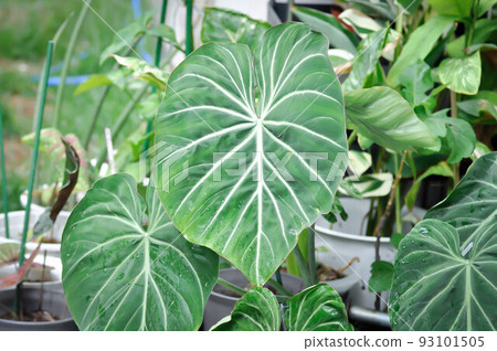 Philodendron Gloriosum ,Philodendron plant Philodendron Gloriosum ,Philodendron plant 93101505