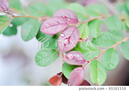 Chinese Fringe Flower, Loropetalum chinense or Loropetalum and rain drop on the leaf 93101510