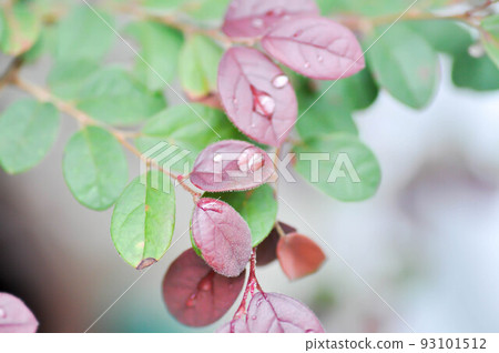 Chinese Fringe Flower, Loropetalum chinense or Loropetalum and rain drop on the leaf 93101512