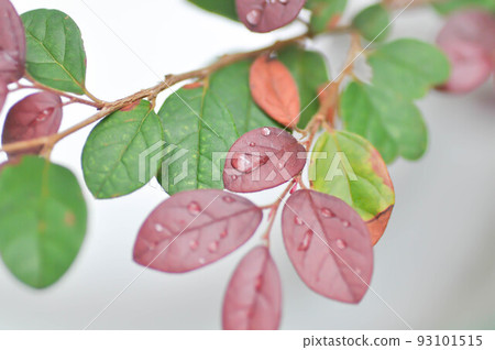 Chinese Fringe Flower, Loropetalum chinense or Loropetalum and rain drop on the leaf 93101515