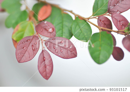 Chinese Fringe Flower, Loropetalum chinense or Loropetalum and rain drop on the leaf Chinese Fringe Flower, Loropetalum chinense or Loropetalum and rain drop on the leaf 93101517
