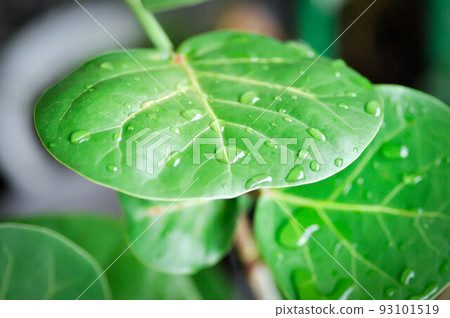 Coccoloba uvifera , Sea grape, POLYGONACEAE and rain drop 93101519