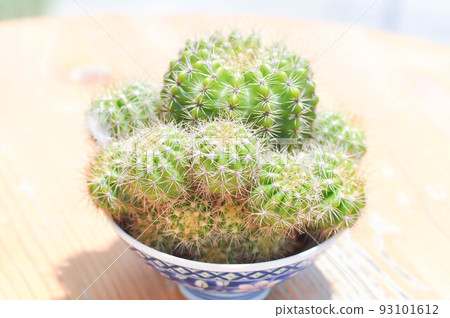 cactus , Mammillaria scrippsiana or succulent cactus , Mammillaria scrippsiana or succulent 93101612