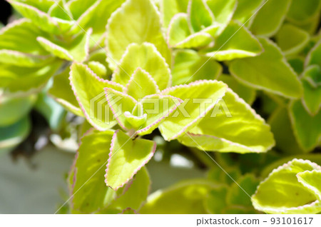 Indian borage, Country borage or Oreille or Oregano or Plectranthus amboinicus or Spreng or Coleus amboinicus Lour or Coleus aromaticus Benth or LAMIACEAE or LABIATAE Indian borage, Country borage or Oreille or Oregano or Plectranthus amboinicus or Spreng or Coleus amboinicus Lour or Coleus aromaticus Benth or LAMIACEAE or LABIATAE 93101617