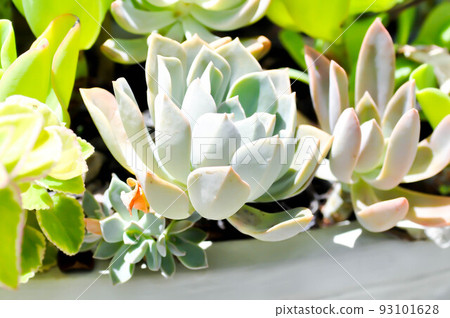 Kalanchoe, Kalanchoideae or Crassulaceae or K blossfeldiana or Magnoliophyta or succulent or cactus 93101628