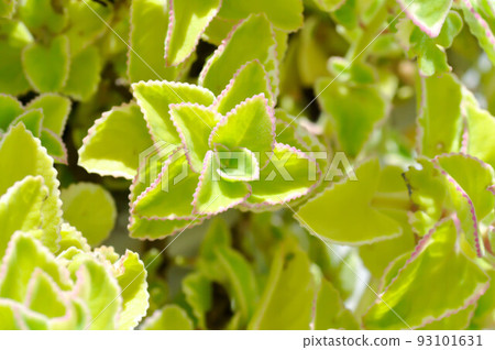 Indian borage, Country borage or Oreille or Oregano or Plectranthus amboinicus or Spreng or Coleus amboinicus Lour or Coleus aromaticus Benth or LAMIACEAE or LABIATAE Indian borage, Country borage or Oreille or Oregano or Plectranthus amboinicus or Spreng or Coleus amboinicus Lour or Coleus aromaticus Benth or LAMIACEAE or LABIATAE 93101631