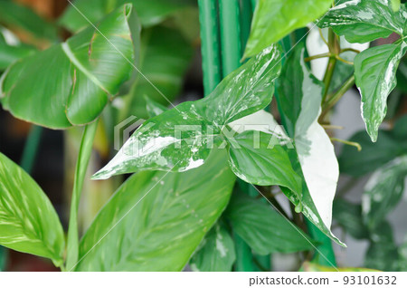 Syngonium podophyllum, Arrowhead Vine or Goosefoot Plant or Araceae 93101632