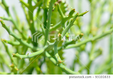 Euphorbia tirucalli L, Euphorbiaceae or Indian Tree Spurge or Milk Bush Euphorbia tirucalli L, Euphorbiaceae or Indian Tree Spurge or Milk Bush 93101633