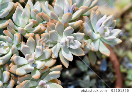 Kalanchoe, Kalanchoideae or Crassulaceae or K... - Stock Photo [93101826] -  PIXTA