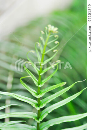 Pteris vittata or Pteris vittata L or fern , fern Pteris vittata or Pteris vittata L or fern , fern 93101849