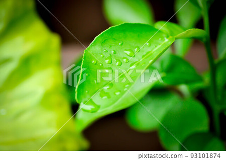 Pomelo ,Pampelmoose or Citrus maxima or RUTACEAE plant and dew drop 93101874