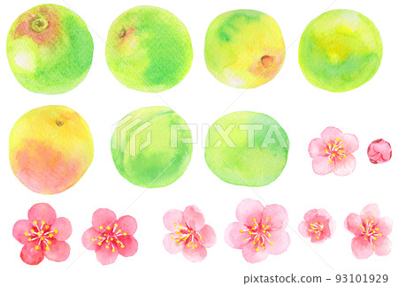 水彩_李子果素材合集_李子果與花 93101929