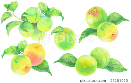 Watercolor_Various plum cut illustrations Watercolor_Various plum cut illustrations 93101930