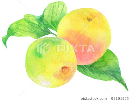 Watercolor _ 2 reddish plums _ with leaves 93101935