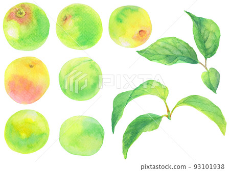 水彩_梅花素材集_青梅和葉子 水彩_梅花素材集_青梅和葉子 93101938