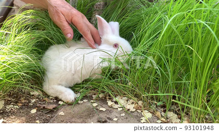 a frightened white rabbit in the green grass a frightened white rabbit in the green grass 93101948