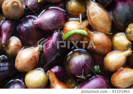 Yellow and purple onions, seedlings, Background of growing onions. 93101963