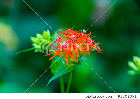 Enbi Sen Nou 93102051