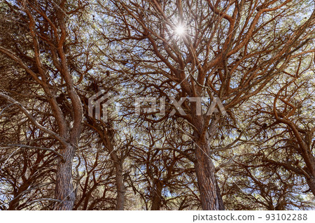 Blinding midday sun rays break through brown tree crowns (forest background) 93102288