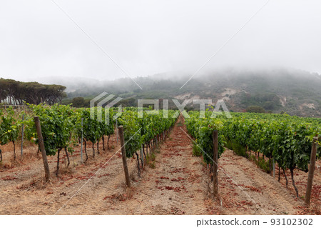 One of the many vineyards of the island of Elba on a hill in the predawn mist 93102302