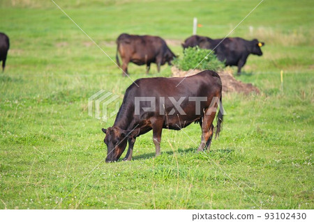 Ranch scenery, Japanese beef Ranch scenery, Japanese beef 93102430
