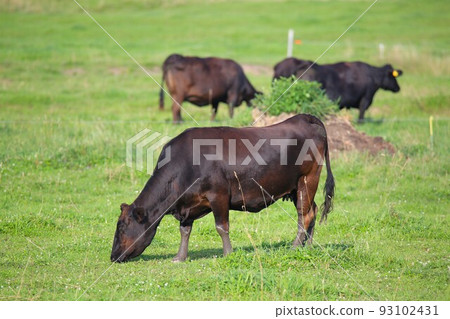 Ranch scenery, Japanese beef Ranch scenery, Japanese beef 93102431