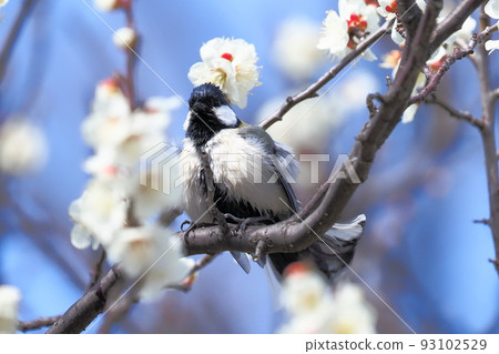 梅花和山雀拍動翅膀 93102529