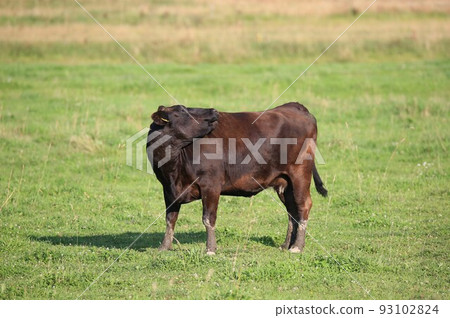 Ranch scenery, Japanese beef Ranch scenery, Japanese beef 93102824