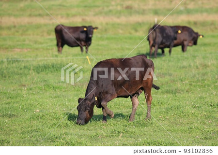 Ranch scenery, Japanese beef Ranch scenery, Japanese beef 93102836