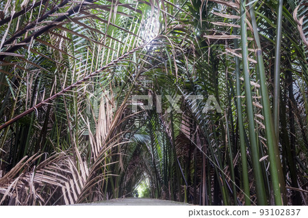 Palm tree in garden Palm tree in garden 93102837