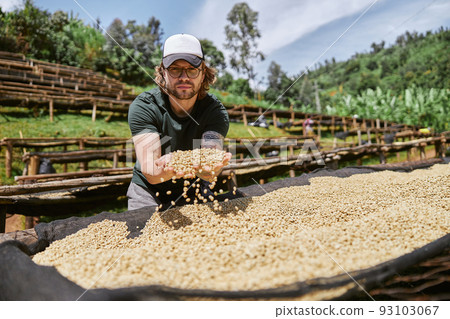 Guy in glasses picking out fresh coffee beans at washing station 93103067