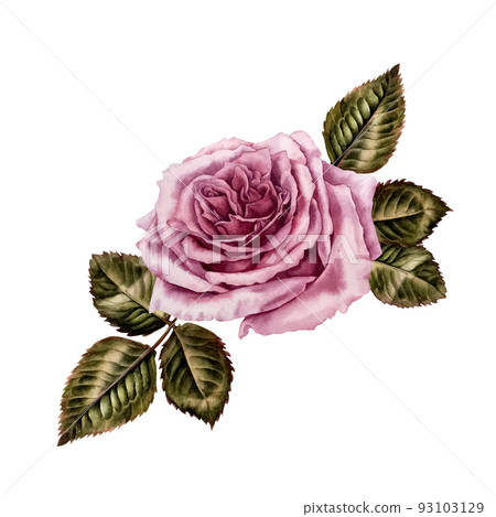 Watercolor pink rose and green leaves Watercolor pink rose and green leaves 93103129
