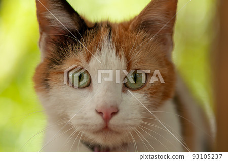 Portrait of a cat Portrait of a cat 93105237