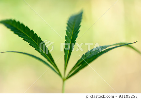 Close-up of a hemp leaf Close-up of a hemp leaf 93105255