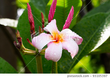 Plumeria flower with green leaves Plumeria flower with green leaves 93105397