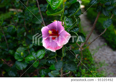 Blossom of hibiscus flower on tree Blossom of hibiscus flower on tree 93105492
