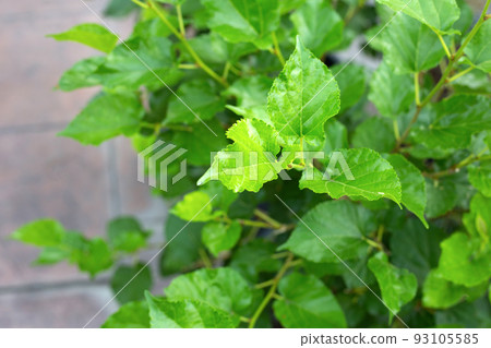 Fresh green leaves of mulberry tree in the garden Fresh green leaves of mulberry tree in the garden 93105585