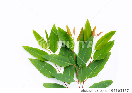 Green leaves of eucalyptus on white 93105587