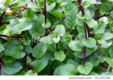 Ceylon spinach or basella rubra linn Ceylon spinach or basella rubra linn 93105596