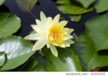 Beautiful blooming lotus flower with leaves, Waterlily pond Beautiful blooming lotus flower with leaves, Waterlily pond 93105597