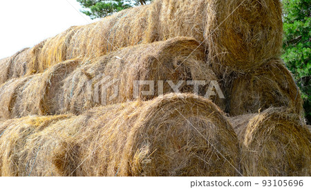 Hay in a bale in a sunny day. Food product for farm animals, farming concept Hay in a bale in a sunny day. Food product for farm animals, farming concept 93105696