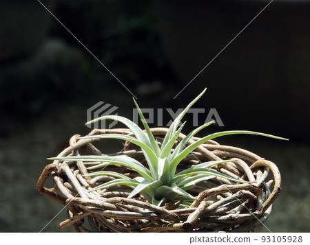 Stylish interior, air plants 93105928